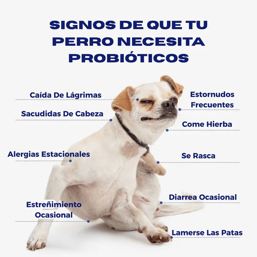 Probióticos para perros