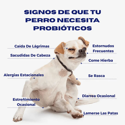 Probióticos para perros