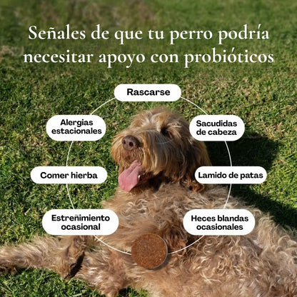 Probióticos para perros. Masticables blandos para alergias estacionales, salud intestinal y digestiva. Ingredientes de primera calidad revisados por veterinarios - Suplementos