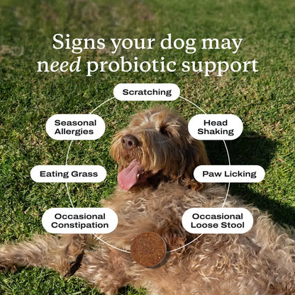 Probióticos para perros. Masticables blandos para alergias estacionales, salud intestinal y digestiva. Ingredientes de primera calidad revisados por veterinarios - Suplementos