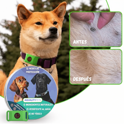 Protege a tu perro de forma natural contra garrapatas, pulgas y parásitos | 12 meses de protección