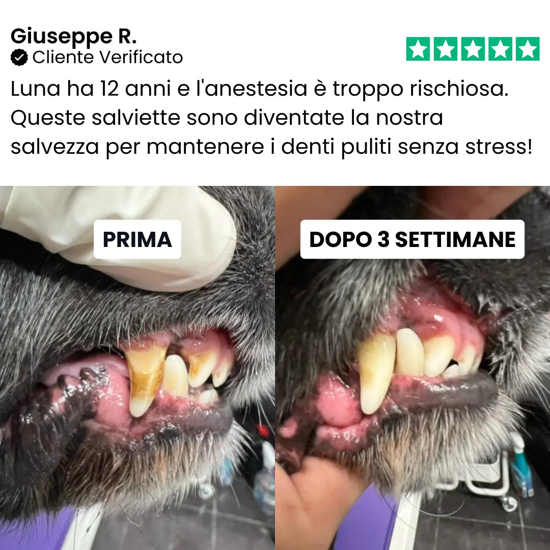 Toallitas dentales Talaporr™