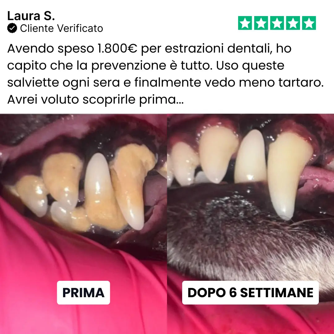 Toallitas dentales Talaporr™